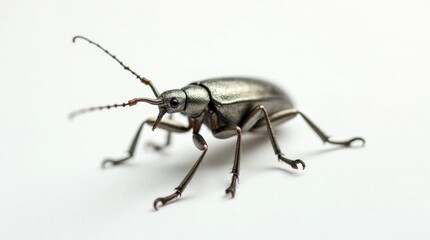 Close-Up of a Silver Metallic Weevil with a Long Snout