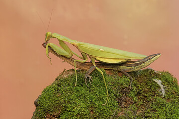 A green praying mantis (Hierodula sp) is preying on a long-tailed grass lizard (Takydromus sexlineatus).