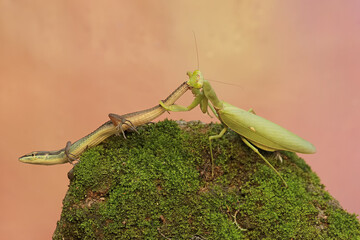 A green praying mantis (Hierodula sp) is preying on a long-tailed grass lizard (Takydromus sexlineatus).