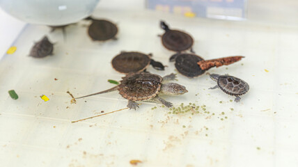 Baby turtle in a white tub and very cute