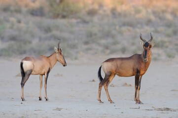 RED HARTEBEES (Alcelaphus caama) . kgalagadi desert, south africa