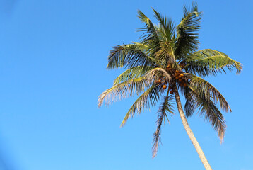 Fototapeta premium Crown of tropical coconut palm tree with green wide leaves against blue sky with copy space for text