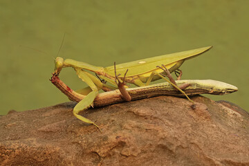 A green praying mantis (Hierodula sp) is preying on a long-tailed grass lizard (Takydromus sexlineatus).