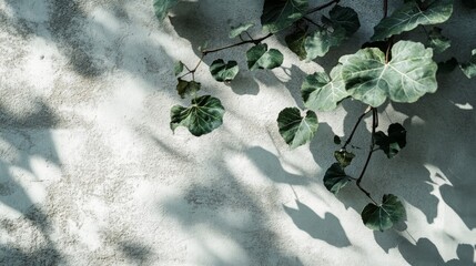 Sunlit foliage gracefully drapes across textured wall casting gentle shadows and inviting serenity
