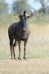 BLUE WILDEBEEST, aka Brindled Gnu (Connochaetes taurinus), kgalagadi desert, south africa. lone cautious bull approaches waterhole
