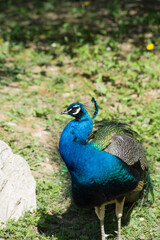 Fototapeta premium Beautiful peacock chilling on green grass