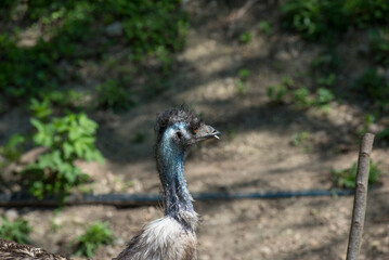 Cassowary  in the forest