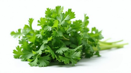 Fototapeta premium Fresh Green Parsley Bunch Isolated on White Background