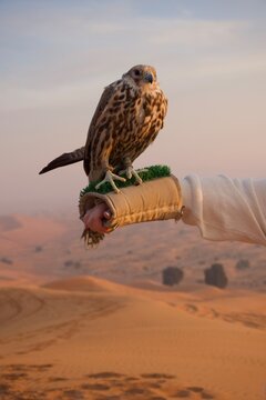 Falcon perched on a gloved hand in the Arabian desert at sunset: A majestic falcon resting on a falconry glove against the scenic backdrop of sand dunes at sunset, symbolizing Arabian heritage.