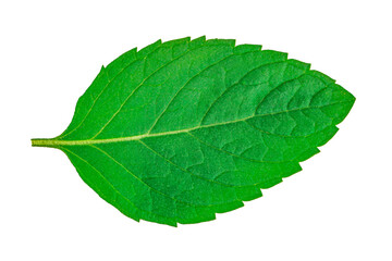 Obraz premium Mint leaves isolated on white background