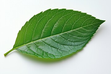 Detailed close-up of a green leaf showcasing intricate vein patterns on a light background