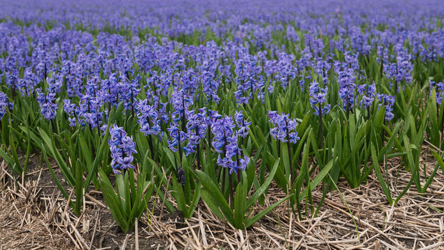 close up background of purple muscari or blue grape hyacinth flowers in field in spring