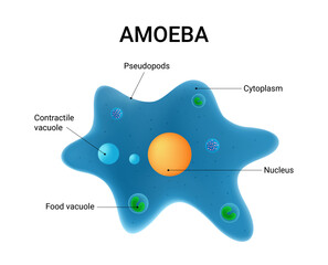 Amoeba Cell Structure and Anatomy