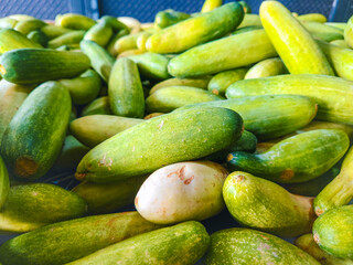 fresh cucumbers in a market
