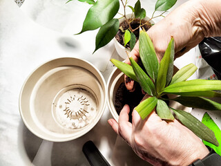 Transplanting home-grown flowers into new pots for fresh growth in a cozy indoor setting