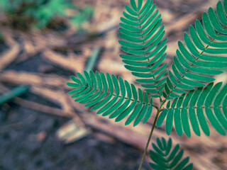 fern in the forest