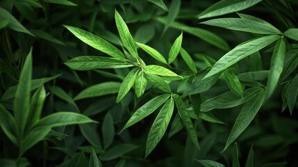 Obraz premium Lush Green Leaves Close Up