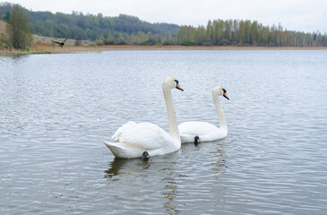 Swans in water. White swans. Beautiful white swans floating on the water. selective focus. High quality photo