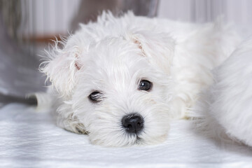 Small white sleepy puppy close up portrait