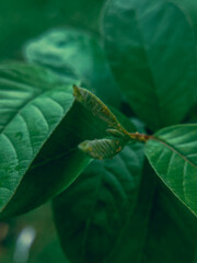 green leaf on a green background