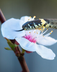 Amazing encounter with a snake