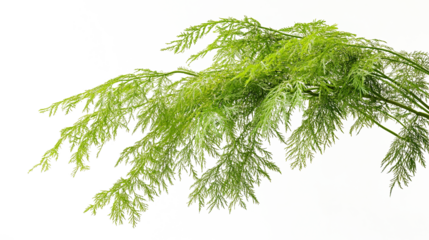 Fresh green tree branches on transparent background