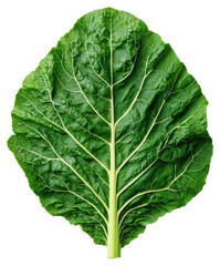 Obraz premium Isolated Green Chard Leaf With Detailed Veins on Transparent Background