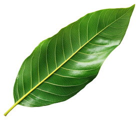 Obraz premium Isolated Green Leaf with Detailed Veins and a Smooth Texture on Transparent Backdrop