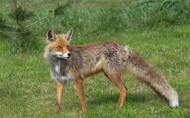 red fox vulpes