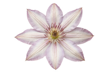 Fototapeta premium Pale pink clematis flower isolated with transparent background