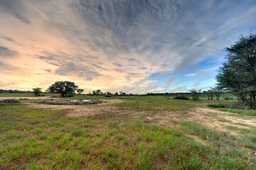 Fototapeta premium DAWN at a desert waterhole, kgalagadi, south africa 