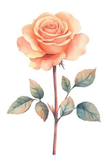 Fototapeta premium PNG Rose flower illustration watercolor art.
