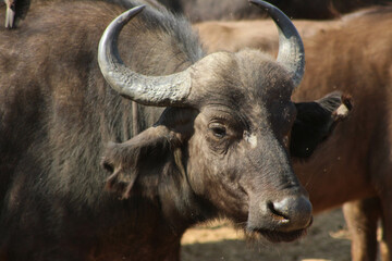 Naklejka premium Close-up of water buffalo with horns