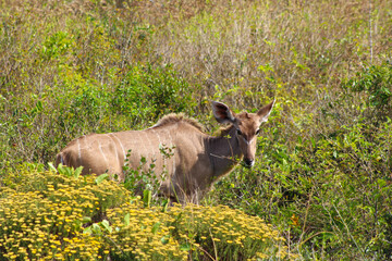 Nyala in the grass