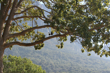 Fototapeta premium Bird watching or watching birds