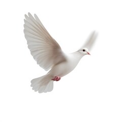 Obraz premium White dove soaring, wings spread, isolated, peaceful background, ideal for peace symbol