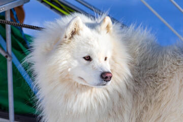 Obraz premium Husky - Hundeschlittenrennen - Hund - Winter