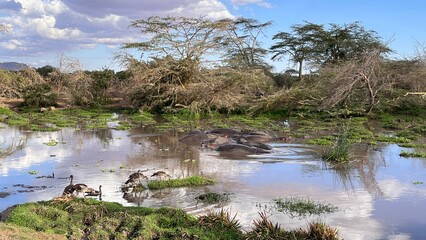 Group of Hippos Resting in a Swampy Waterhole.