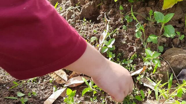A woman's hand pulling weeds from the soil - garden maintenance