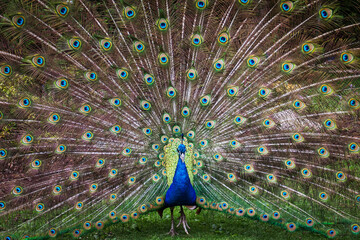 Obraz premium Peacock dance display