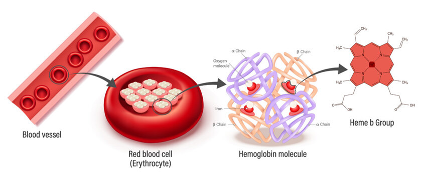 Structure of blood vessel, red blood cell, hemoglobin molecule and Heme b group. Heme groups, &alpha; and &beta; subunits, iron atoms and oxygen molecule.