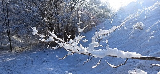 Snow, branch, winter, sun, forest
