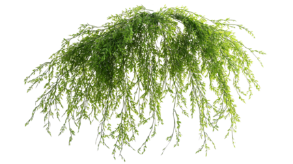 Green asparagus densiflorus hanging plant isolated on transparent background