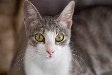 Striped young tabby cat, indoor portrait