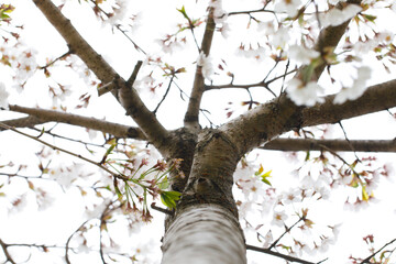 Outdoors cherry tree against white background