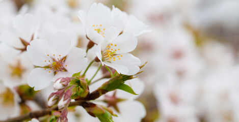 Cherry flower blossom background. White flowers in sunlight