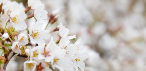 Natural flower blossom background. White cherry flowers in sunlight