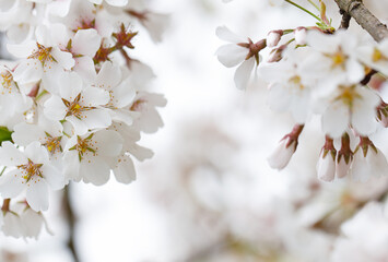 Natural border with white flower on blurred spring season background