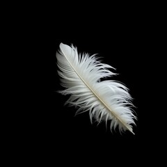 Obraz premium A close-up view of feather
