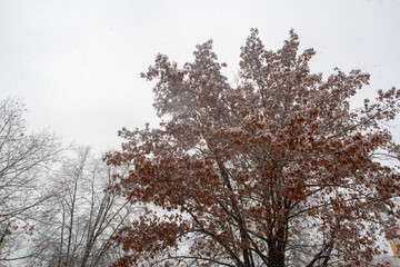 A tree with snow on it and leaves that are brown